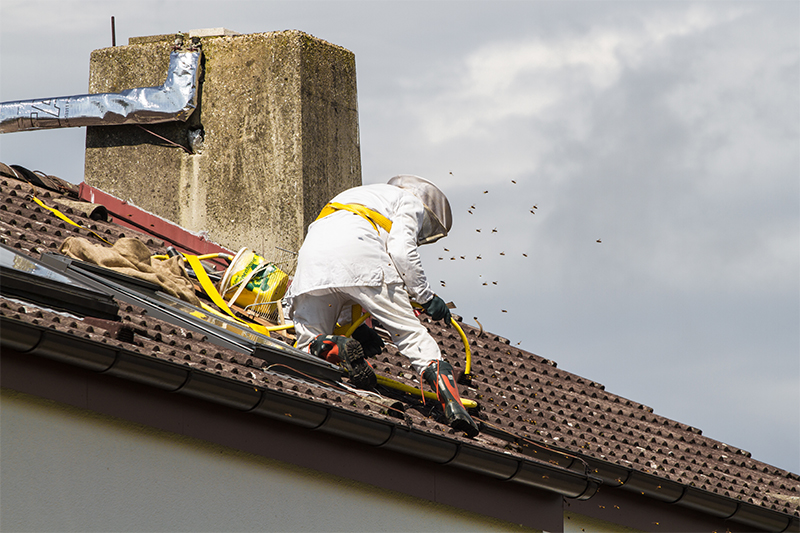Bee Pest Control in London Greater London