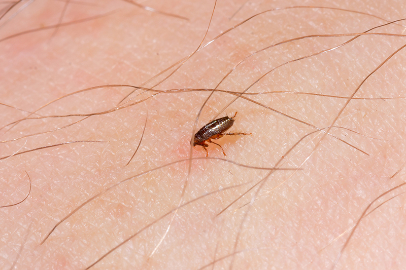 Flea Pest Control in London Greater London